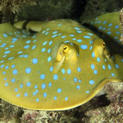 The ocean is Melanesia’s lifeblood, sustaining a diverse range of natural assets such as fish stocks, coral reefs and mangroves. Photo: Catlin Seaview Survey