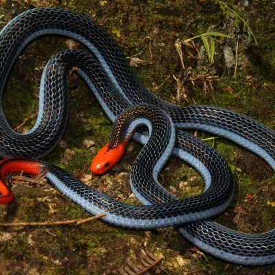 Blue coral snake: photo by Tom Charlton