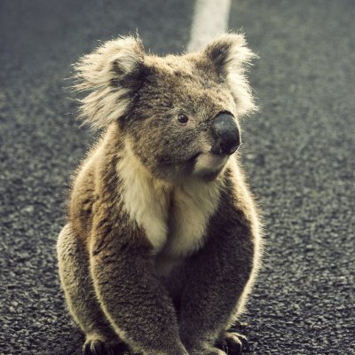 Daylight savings could save koalas