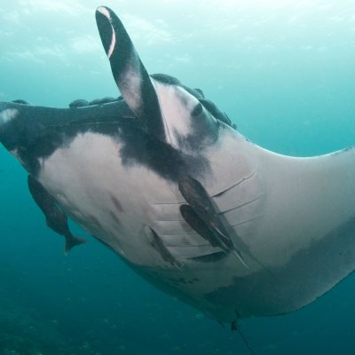 Giant mantas can grow up to seven metres across, weighing up to 1350kg, but the average size is four to five metres.  Photo: Andrea Marshall