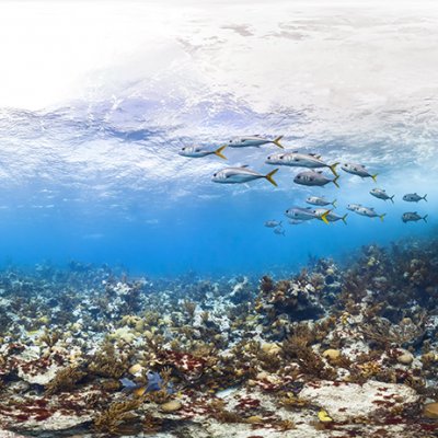 Shallow reef at Emily's Pinnacles, Bermuda. © The Ocean Agency / XL Catlin Seaview Survey / Christophe Bailhache