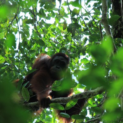 An orangutan in the wild in Borneo. Photo: Nardiyono