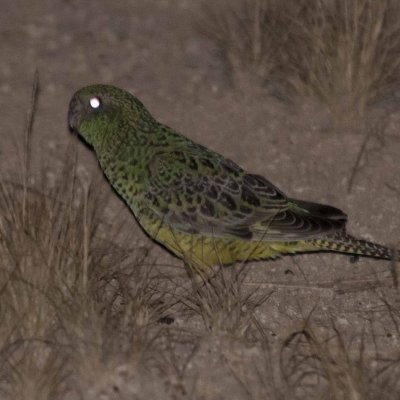 The shy and nocturnal night parrots live in remote and rugged areas