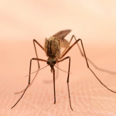Image (iStock): mosquitoes are moving into regions where people have had no prior exposure to them