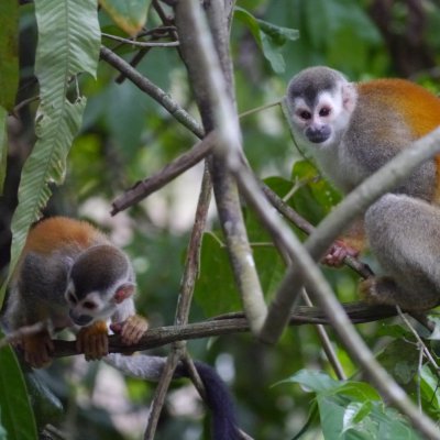The Central American squirrel monkey is listed as vulnerable. Credit: Linda De Volder, MM Switzerland