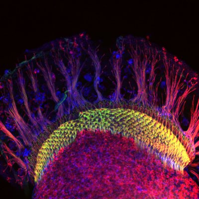 Joshua Li's 'Biological hardwiring’ - neurons in the developing visual system of a fruit fly. 2017 NHMRC Science to Art Award winner.