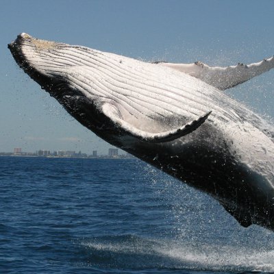 Humpback whale filmed off Peregian Beach on Queensland’s Sunshine Coast, the primary field site for UQ’s Cetacean Ecology and Acoustics Laboratory (CEAL). Credit: CEAL.