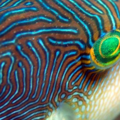 Some animals use fluorescence or ‘enhanced’ colours