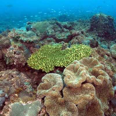 Corals on a subtropical reef off eastern Australia. Credit: Brigitte Sommer.