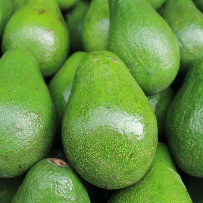 Queensland is responsible for 50 per cent of Australia’s high-value avocado crop