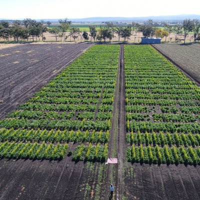 Crops of Brassica carinata being trialed on UQ’s Gatton campus.