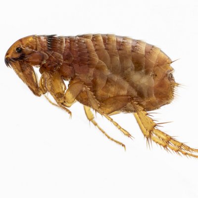 A cat flea. Photo: Stephen Doggett.