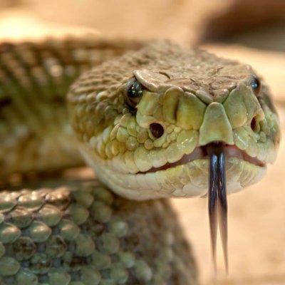 Rattlesnake