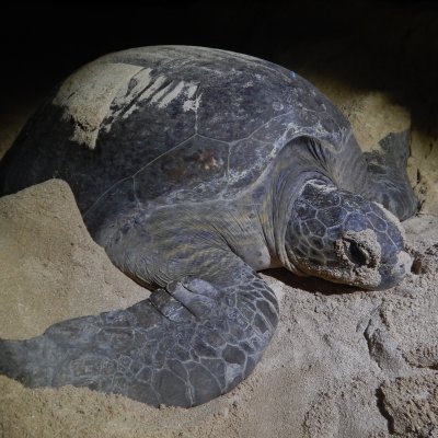 A nesting green turtle