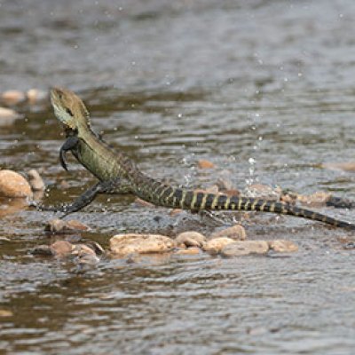 An example of an Australian lizard, in this case the Gippsland Water Dragon, running on two legs. (Credit: David Paul).