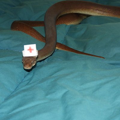 Pets can be especially vulnerable to snake bites