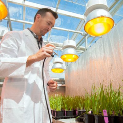 Dr Lee Hickey, from UQ’s Queensland Alliance for Agriculture and Food Innovation, has helped identify a fast way of developing a new strain of wheat that is resistant to stripe rust and pre-harvest sprouting.