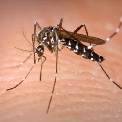 Aedes albopictus female mosquito. Photo: Centers for Disease Control and Prevention