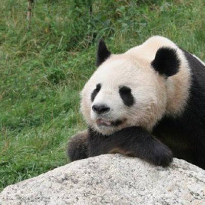 Pandas and tigers hog extinction limelight