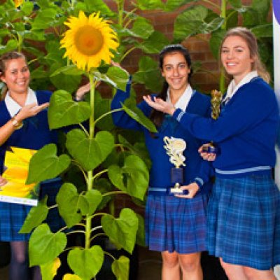 Marymount College - Senior Group C pose with their picture perfect sunflower, winner of the new  “Most Ornamental Sunflower” prize.