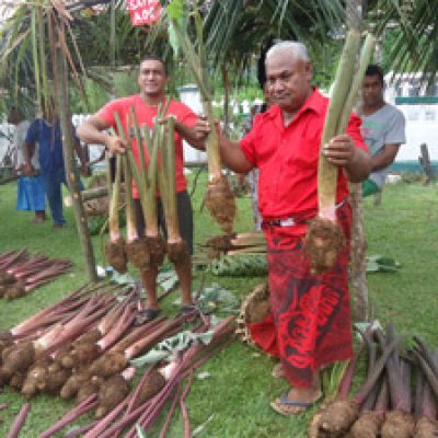 Samoan farmers from Vaiee village, Upolu island, alongside the widely-grown and exported red taro variety.