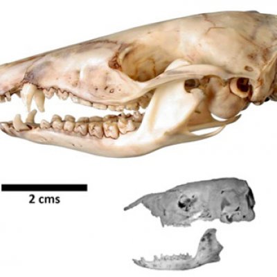 The 20 million-year-old skull of the extinct Bulungu palara (bottom) is much smaller than the skulls of the modern bandicoots, such as the Southern Brown Bandicoot (above).