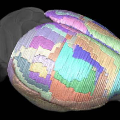 Maps of a mouse brain can now be more detailed than ever before.