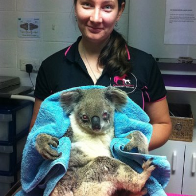 Shea Tucker with a patient Koala
