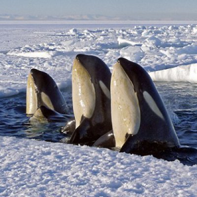 Wildlife enthusiasts can explore the film-making career of Sir David Attenborough on April 30 at UQ's St Lucia campus. Orca Whales image courtesy of BBC Chadden Hunter.