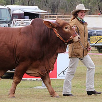 Gabrielle Penna showing cattle as part of her show team with Cathedral College Rockhampton