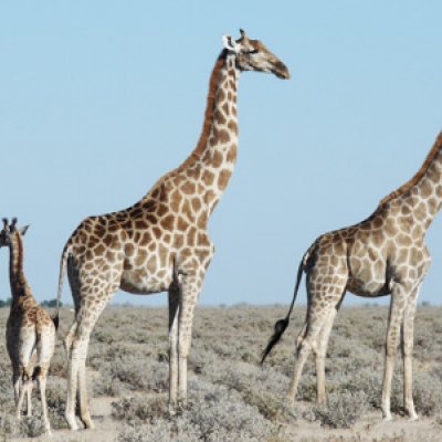 Like humans, giraffes choose who they want to hang out with. Photo taken by UQ's Kerryn Carter of giraffes at Etosha National Park.