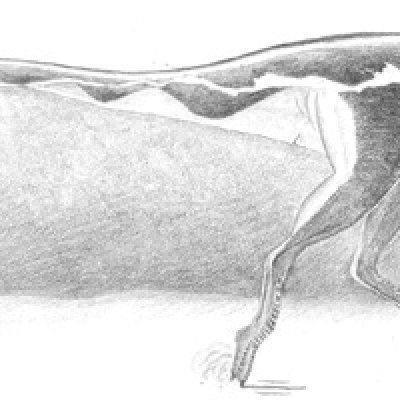 Hypothesized reconstruction of the small Lark Quarry trackmaker. Illustration by Anthony Romilio, The University of Queensland.
