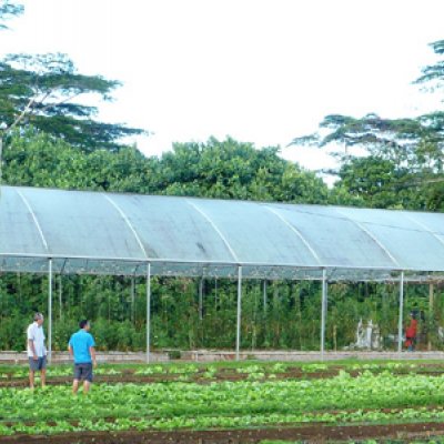 Pacific Agribusiness Research for Development Initiative (PARDI) project participants view vegetable production under a protective structure.