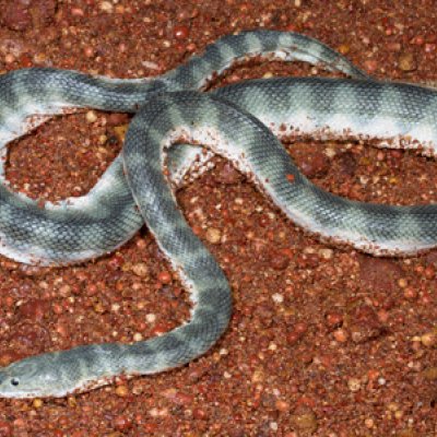 UQ researchers discover the Australian and Asian beaked sea snakes are two unrelated species despite the snakes identical appearances.