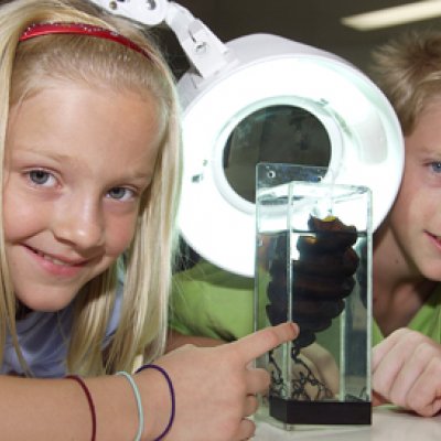 Children at UQ's Moreton Bay Research Station Open Day inspecting a Port Jackson shark egg case.