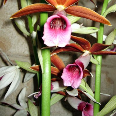 A Phaius orchid