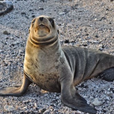 A Galápagos sea lion - one of Josh's many photos from his trip to the Galápagos Islands