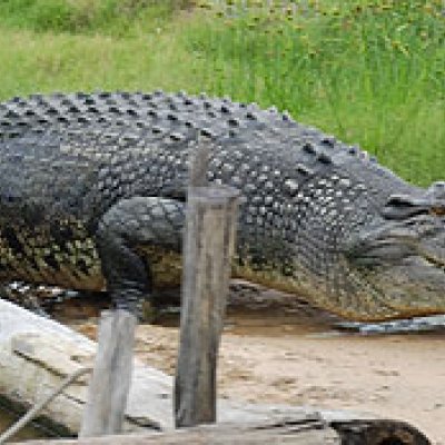 A male crocodile at Koorana