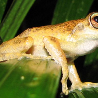 Kuranda tree frog.