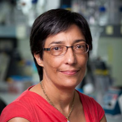 Professor Ranjeny Thomas of the UQ Diamantina Institute has been named a finalist in the GlaxoSmithKline Awards for Research Excellence.