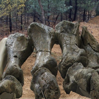 Right hind foot of Rhoetosaurus brownei. Photo: Jay Nair and Dr Steve Salisbury, The University of Queensland.