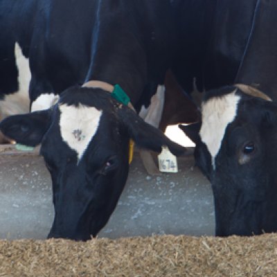 The new Gatton Research Dairy is the only facility of its kind in Australia, focused on a sub-tropical feed base