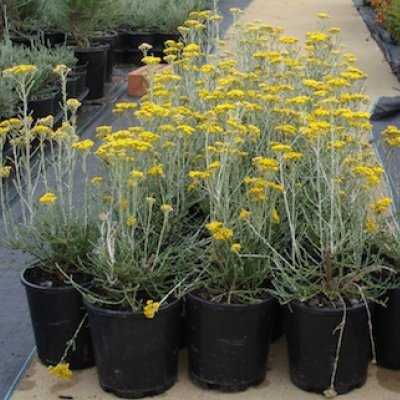 The Gold Dust rice flower was launched to highlight not only the hardiness of the Australian spirit on Australia Day this year, but also that Australian native plants can be used to bring colour to gardens in all seasons.