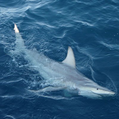 Hybrid black tip shark containing both Common and Australian black tip DNA.