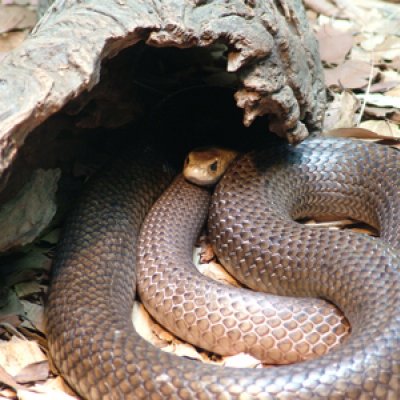 Eastern Brown Snake