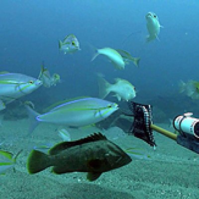 An image collected by a Baited Remote Underwater Video Station (BRUVS). Image courtesy of CSIRO