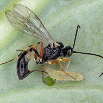 A parasitic wasp attacks the larva of a diamondback moth