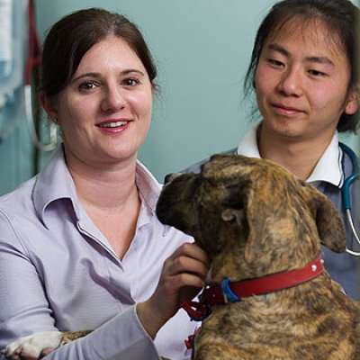 Masters student Sarah Zito (left) is working with the RSPCA studying the problem of homeless and unwanted pets