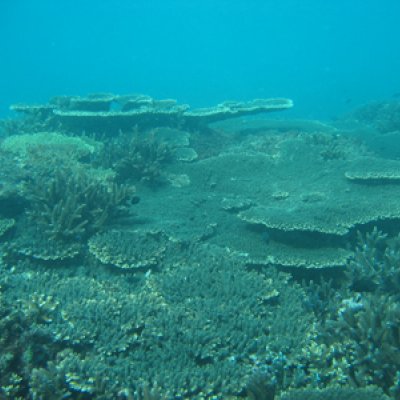 Reefs are naturally highly diverse and resilient