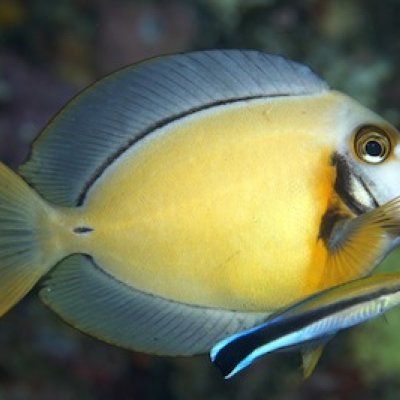 Maintaining a clean reputation: Reputation rules the Surgeon fish and cleaner fish relationship. Photo Copyright belongs to Richard Smith - www.OceanRealmImages.com